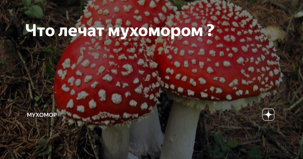 Настойка из мухоморов для лечения суставов