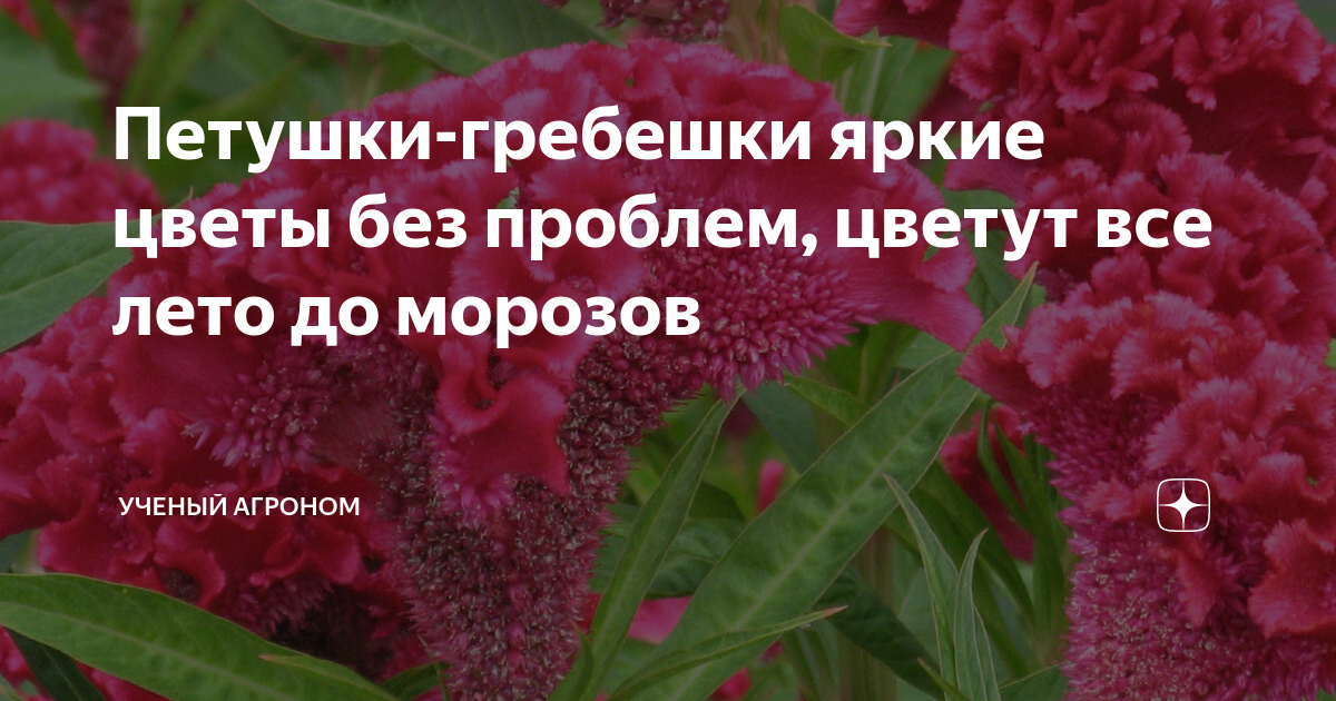 Петушки-гребешки яркие цветы без проблем, цветут все лето до морозов ...