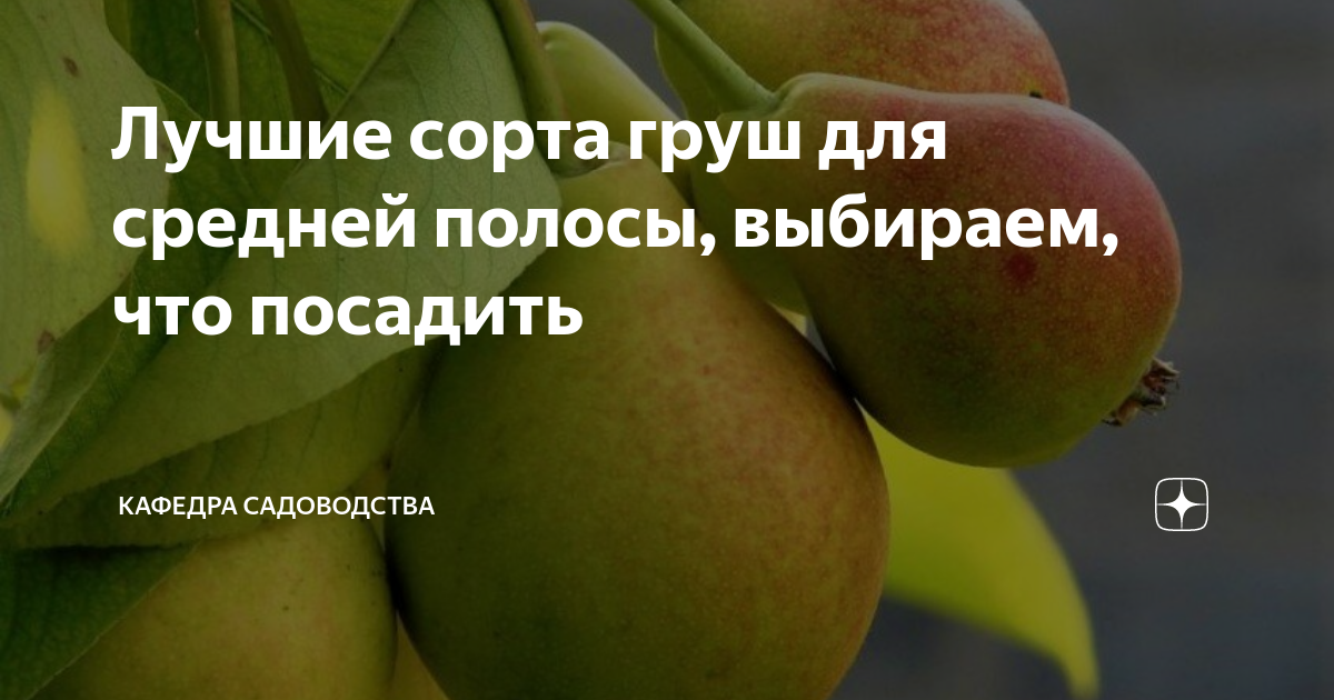 Какую грушу посадить в подмосковье лучшие сорта. Какую грушу посадить в подмосковье лучшие сорта