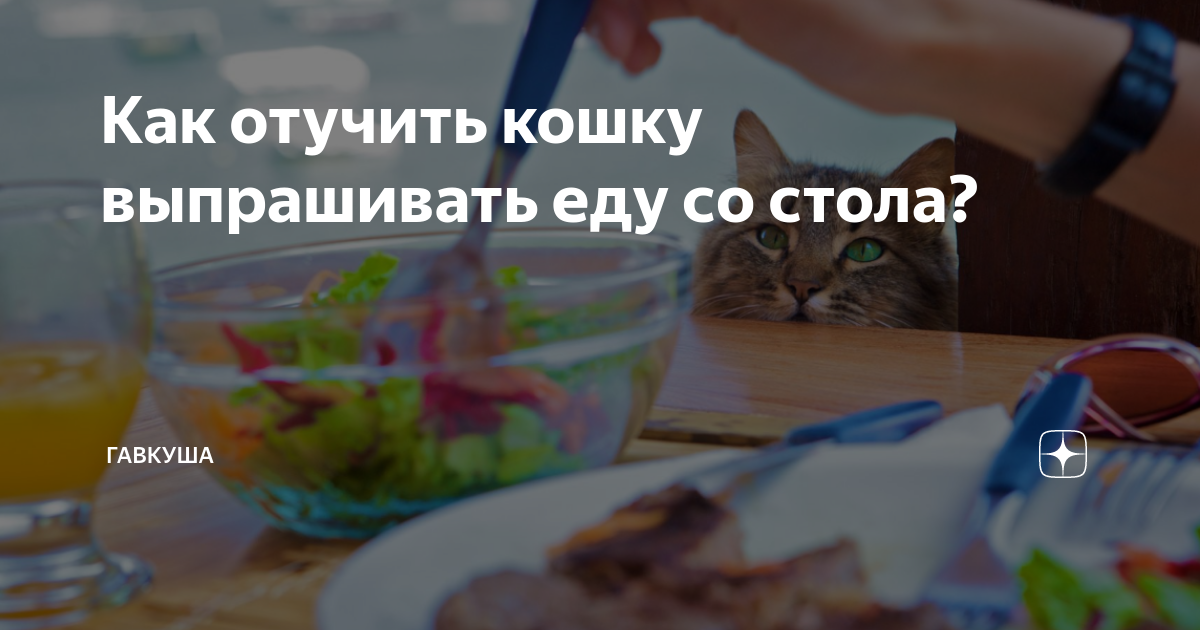 Как отучить котенка просить еду со стола