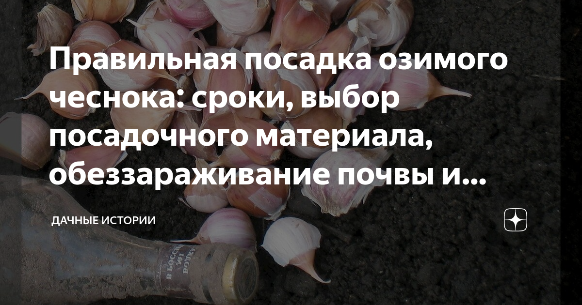 Посадка чеснока под зиму: чем обработать посевной материал? Посадка чеснока, Чес