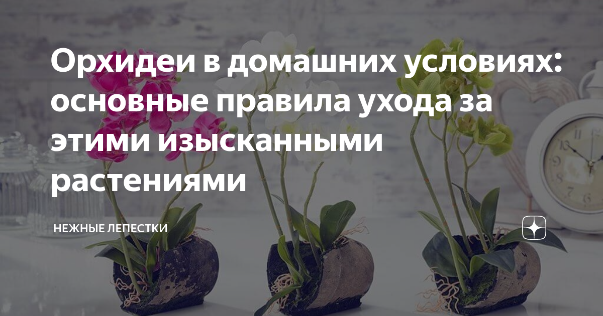 Орхидеи в домашних условиях: основные правила ухода за этими изысканными растениями