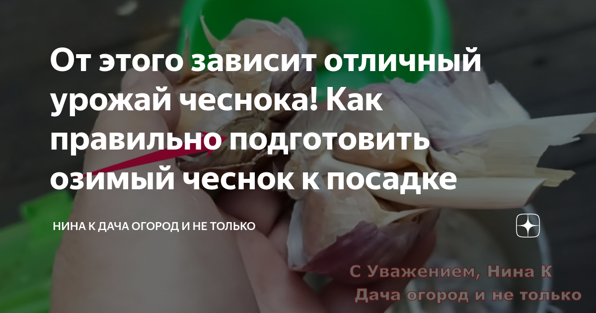 как подготовить озимый чеснок к посадке