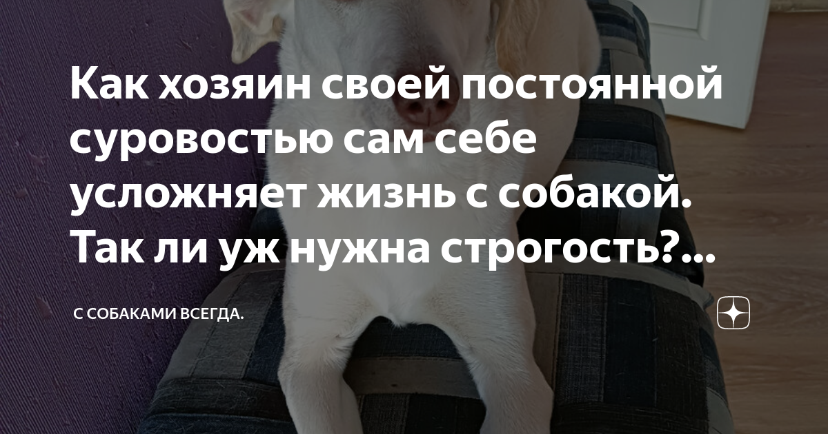 Как хозяин своей постоянной суровостью сам себе усложняет жизнь с ...