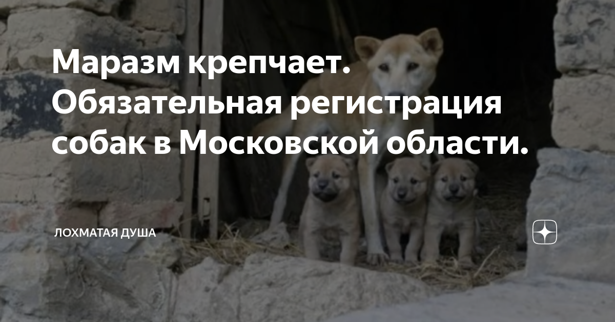 обязательная регистрация собак
