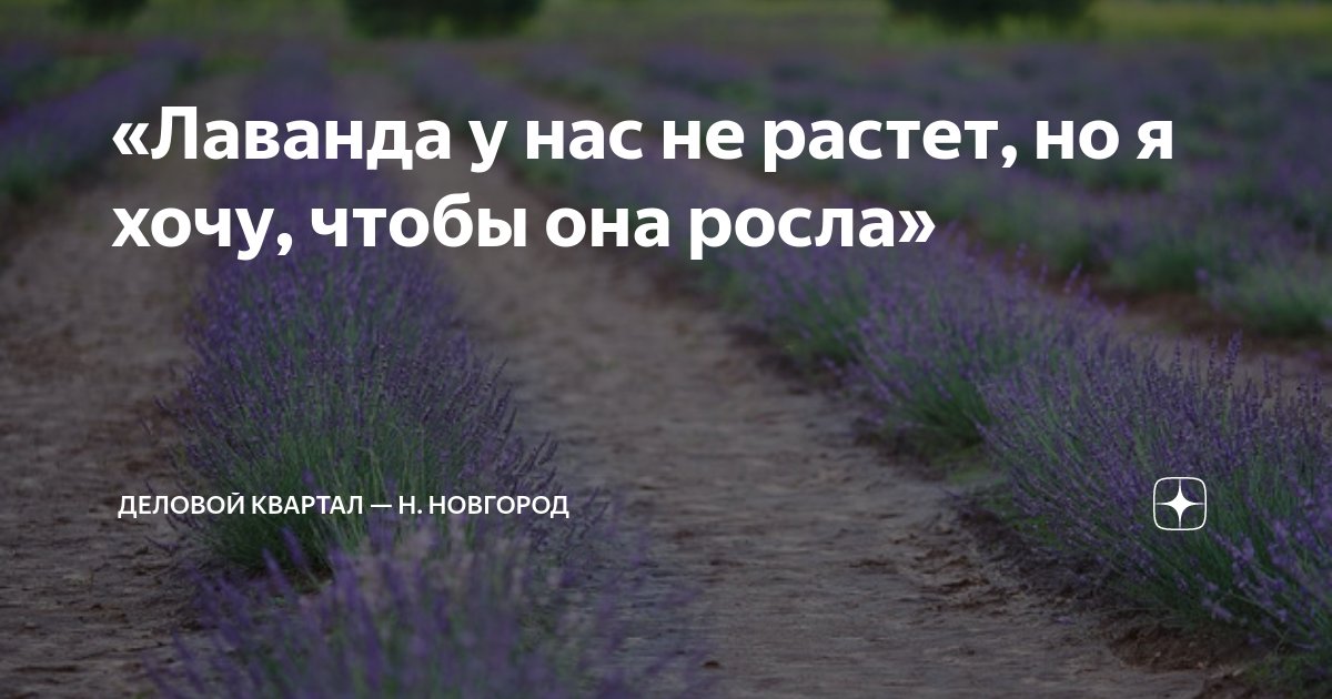 не могут жить в разлуке лебеди текст