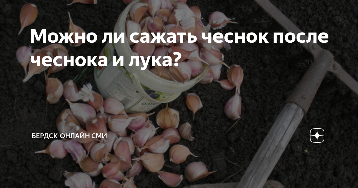 Можно садить чеснок после перца. Что можно садить после чеснока. ротация культур.