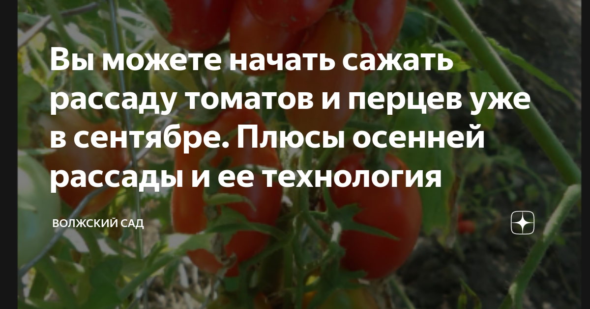Вы можете начать сажать рассаду томатов и перцев уже в сентябре. Плюсы ...