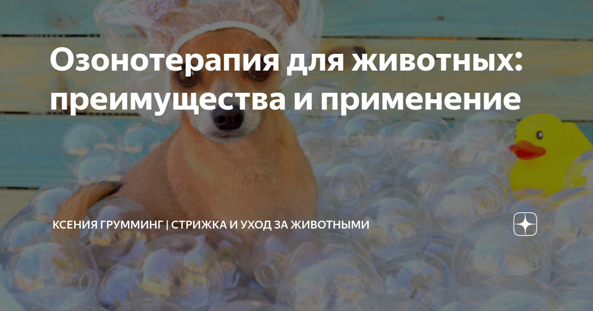Преимущества озонотерапии по сравнению с другими методами лечения для животных