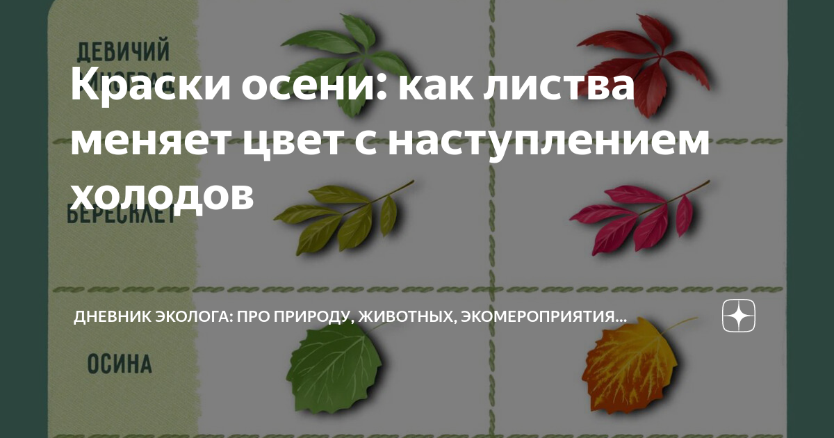 Растения, чья листва меняет цвет в холодное время года