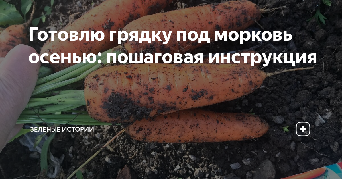 Готовлю грядку под морковь осенью: пошаговая инструкция | Зелёные ...
