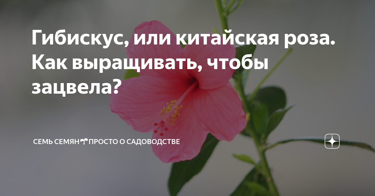 Как ухаживать за китайской розой в домашних условиях