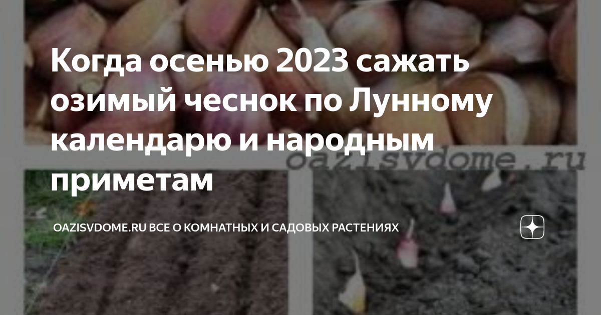 Посадка чеснока в ноябре 2023 благоприятные дни. Сажать чеснок по лунному календарю. Календарь посадки озимого чеснока. Посадка чеснока в Сибири осенью. Какого числа сажать чеснок