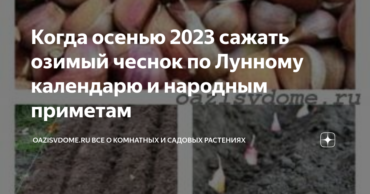 Сажать чеснок по лунному календарю. Календарь посадки озимого чеснока. Чеснок посадка осенью в Сибири. Озимый чеснок сроки посадки.