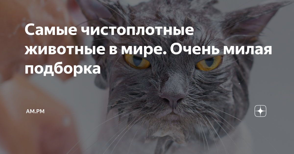 Самое чистоплотное. Самое чистоплотное