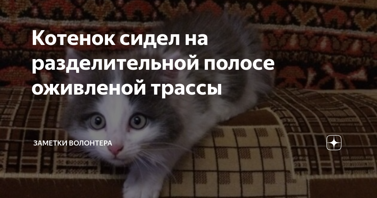 Котенок сидел на разделительной полосе оживленой трассы | Заметки ...