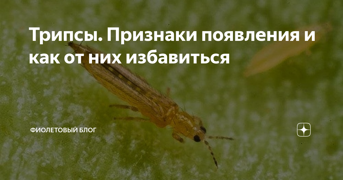Трипсы. Признаки появления и как от них избавиться | Фиолетовый блог | Дзен