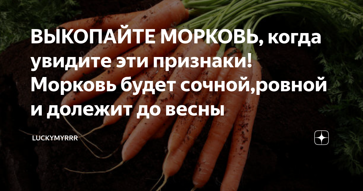 Как убрать морковь на хранение