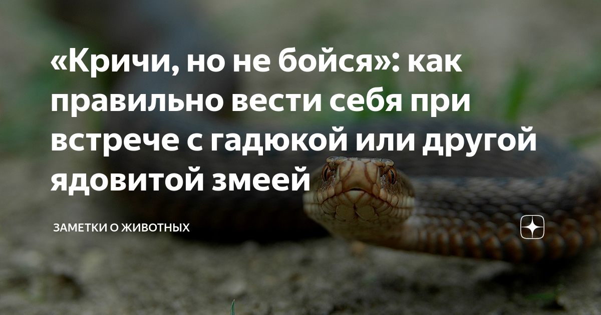 Что делать, если вас укусила ядовитая змея, и как обезопасить себя при походе в лес