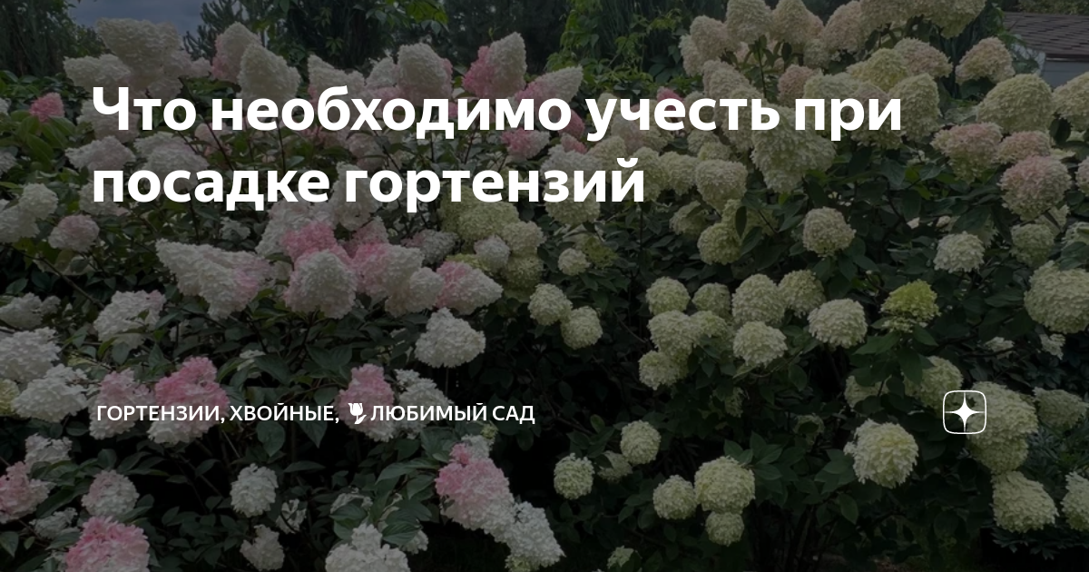 Что необходимо учесть при посадке гортензий | Гортензии, хвойные, 🌷 ...