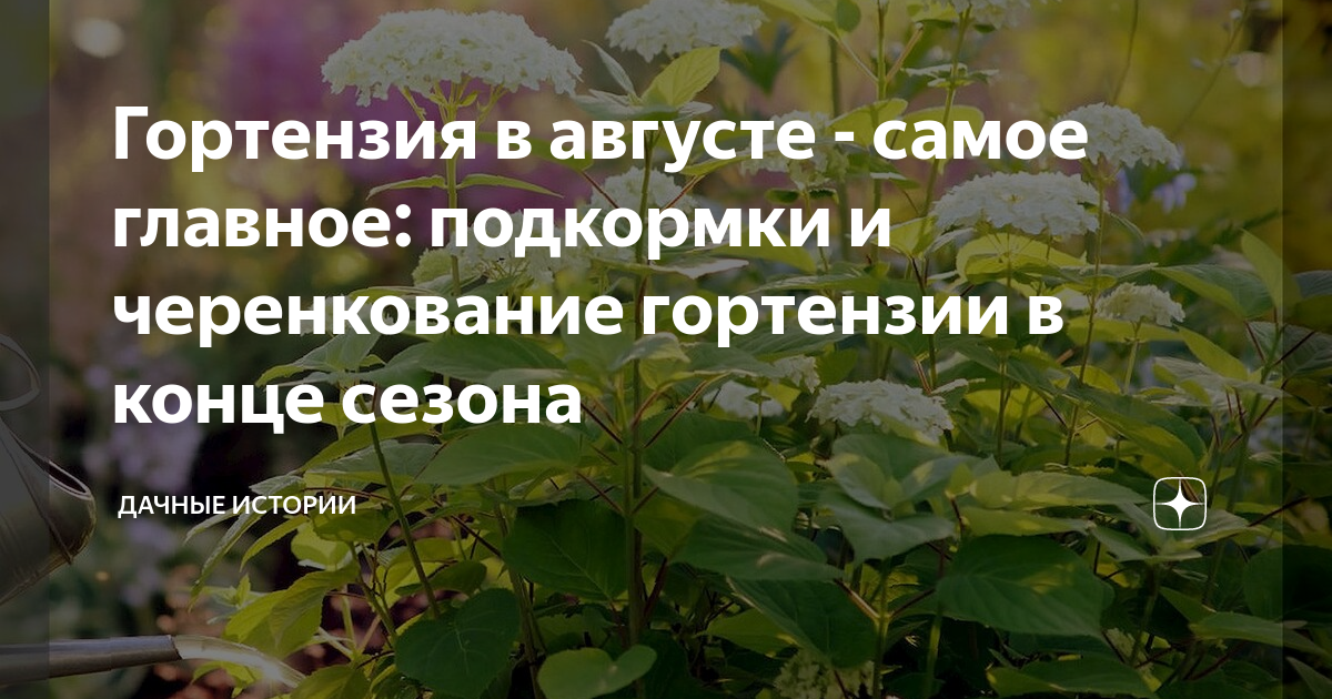 Гортензия в августе - самое главное: подкормки и черенкование гортензии ...