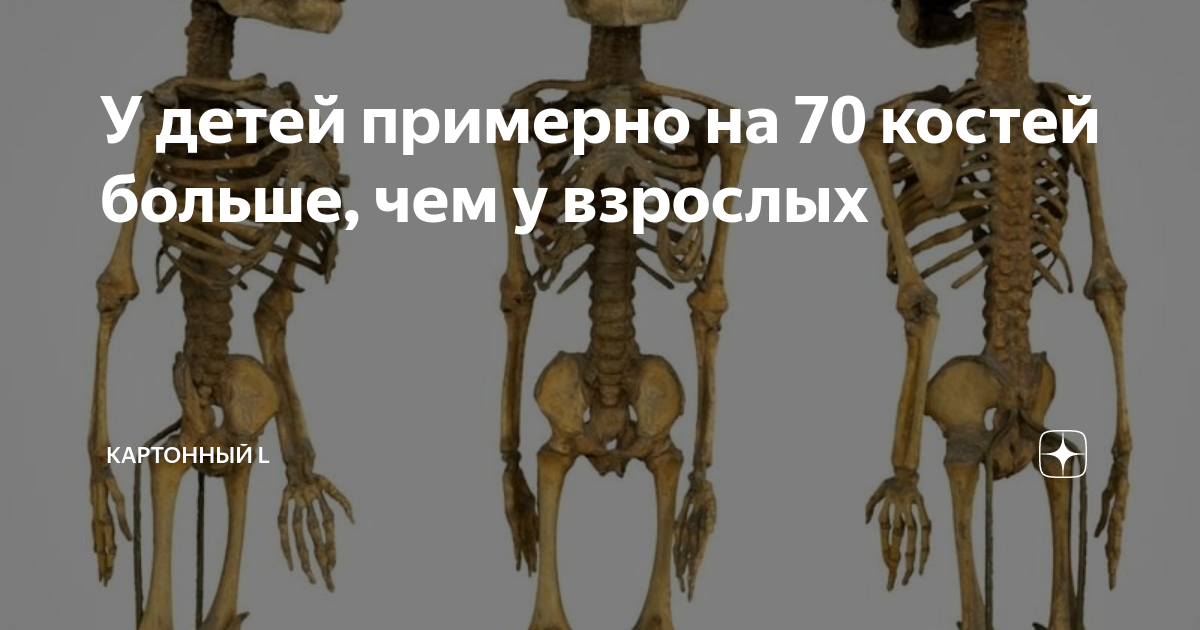 Почему у детей больше костей, чем у взрослых: анатомическое объяснение