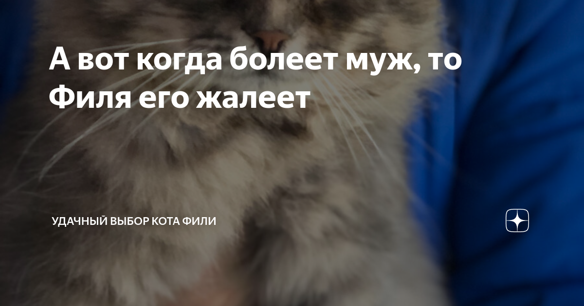 А вот когда болеет муж, то Филя его жалеет | Удачный выбор кота Фили | Дзен