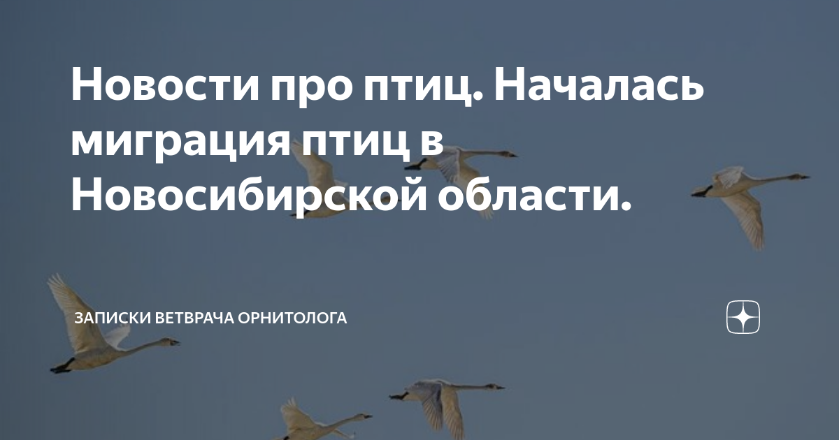 Автомобили в новосибирской области