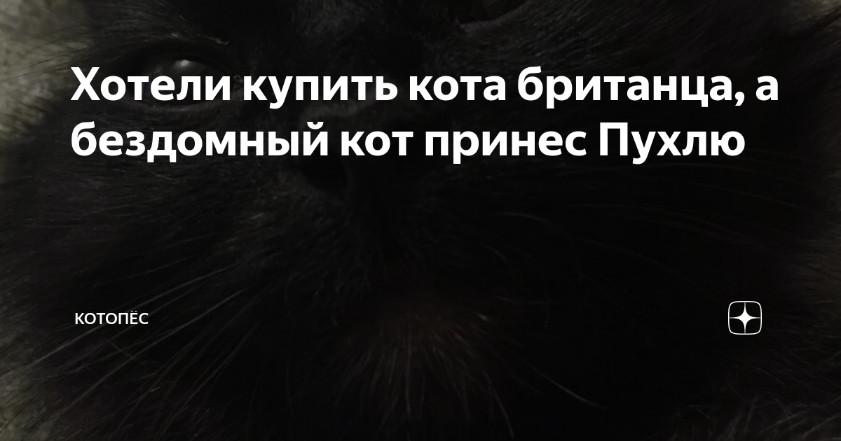 Хотели купить кота британца, а бездомный кот принес Пухлю | Котопёс | Дзен