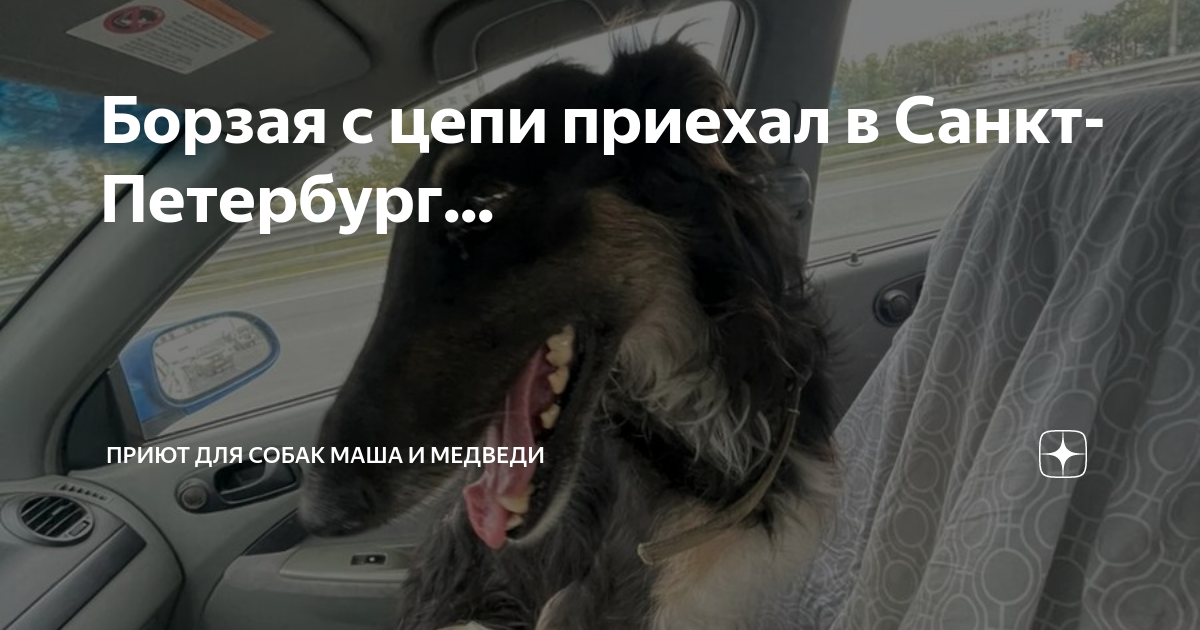 собачий приют поморие. приют для собак маша и медведь. приют для собак каменск-уральский. приют для бездомных животных. собачий приют во владикавказе.