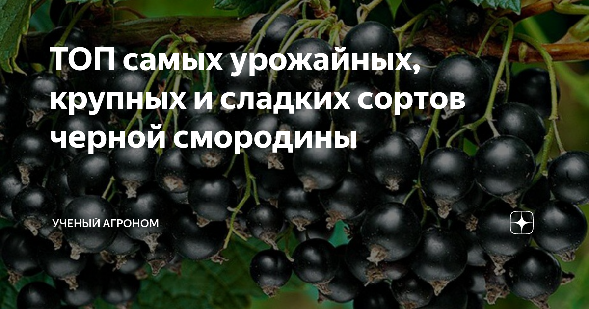 Смородина крупные сладкие сорта. Чёрная смородина самые крупноплодные сорта. Смородина крупноплодная яд. Какие сорта смородины крупные и сладкие черной. Сорт смородины Веснянка.