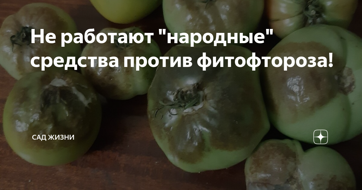 Не работают "народные" средства против фитофтороза! | Сад Жизни | Дзен