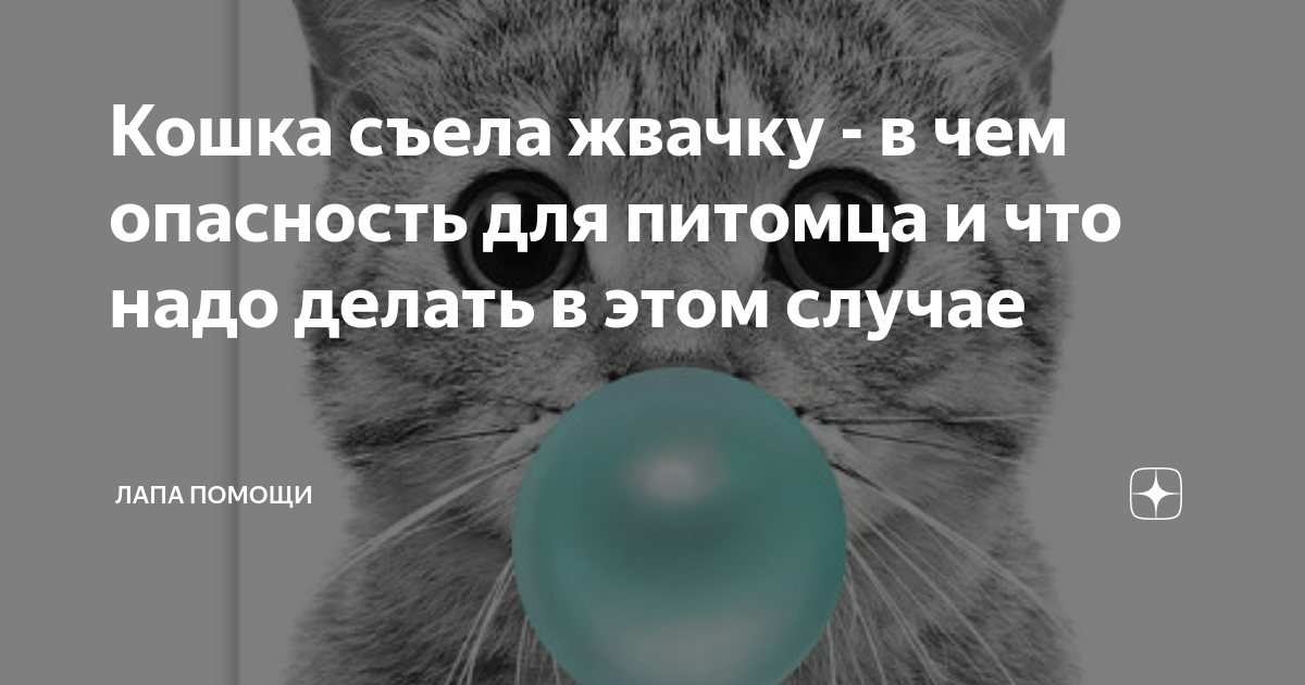 Что если проглотил жвачку. Кошка наелась резинок как выглядит. Кошка съела жвачку видео прикол.