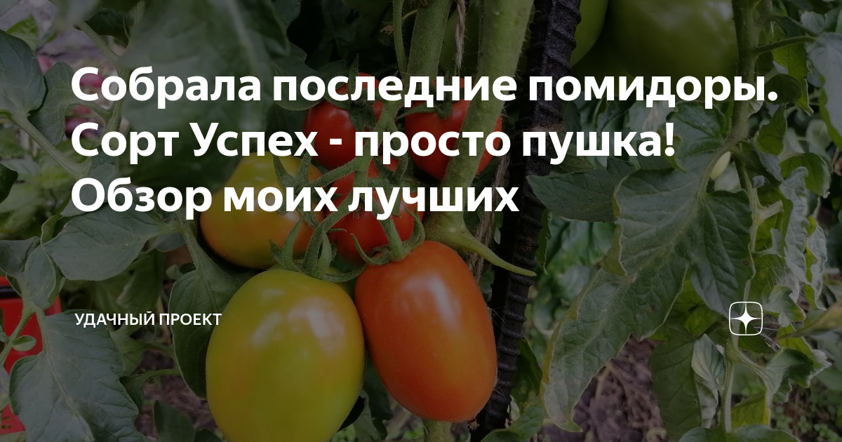 Собрала последние помидоры. Сорт Успех - просто пушка! Обзор моих ...