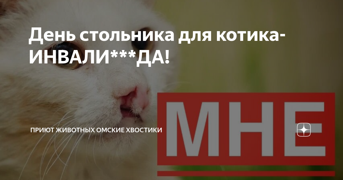 омские хвостики приют дзен. дзен хвостики. дзен хвостики. кошка по имени киса. кошкин хвост геншин.