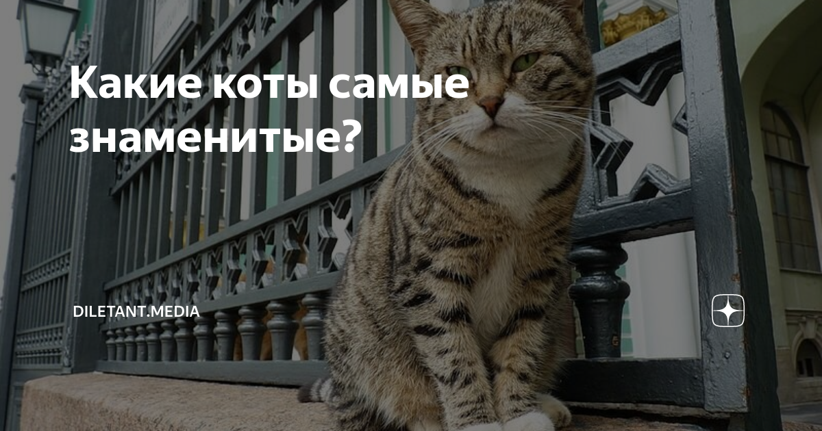 Какие коты самые знаменитые? | diletant.media | Дзен
