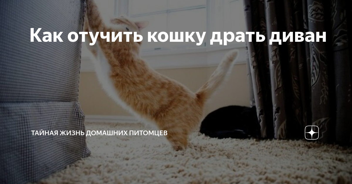 Кот царапает мебель. Кошка царапает стену. Как отучить кота драть. Кот дерет обои.