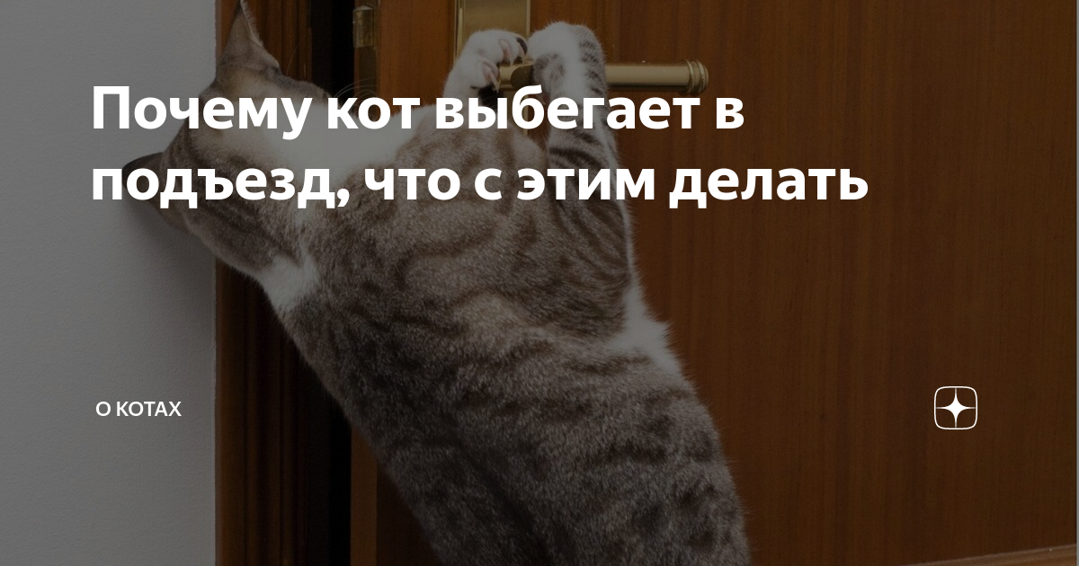 кот не ест и не пьет после переезда