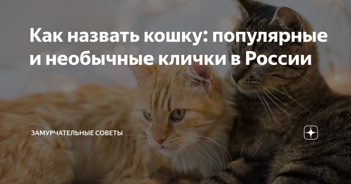 Как ее зовут кошку. Как ее зовут кошку