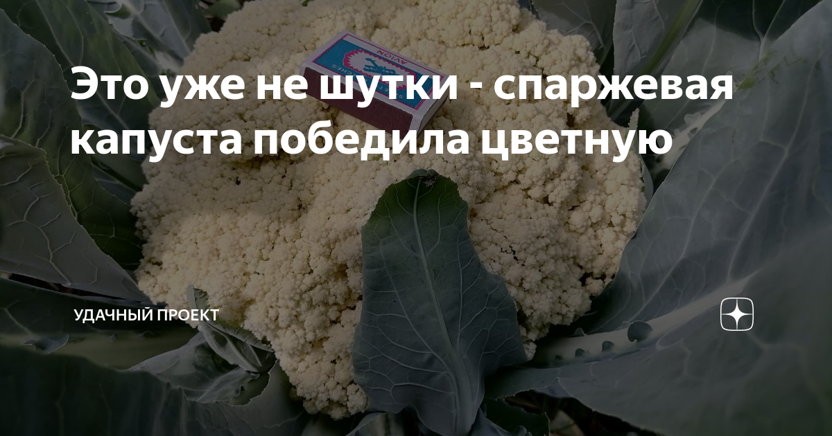 Это уже не шутки - спаржевая капуста победила цветную | уДачный проект ...