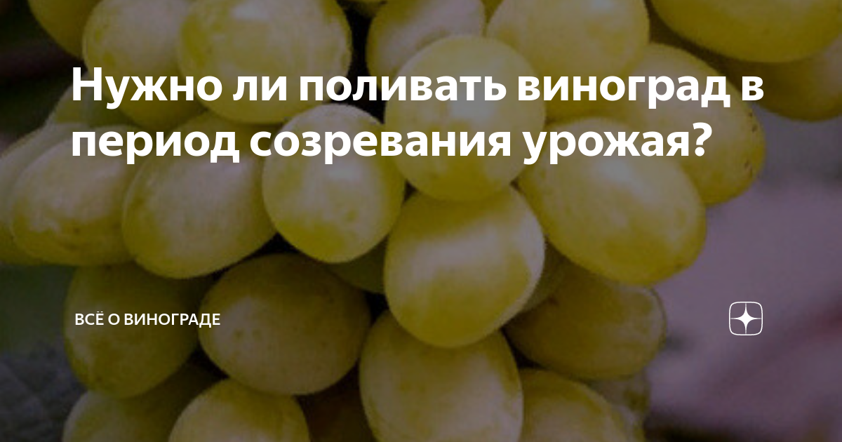 Виноград барин описание сорта фото Как спасти виноград от оидиума если ягода уже созрела . YouTube