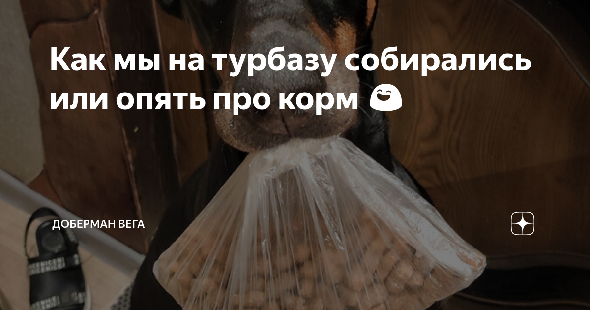 Как мы на турбазу собирались или опять про корм 😄 | Доберман Вега | Дзен