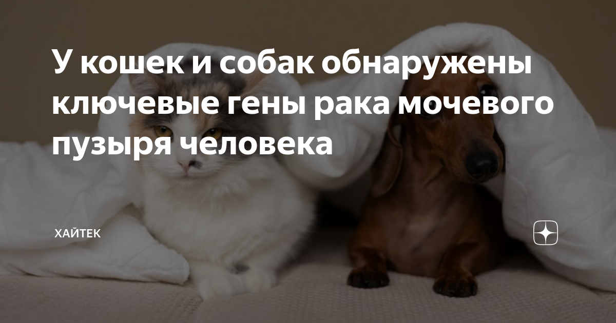 У кошек и собак обнаружены ключевые гены рака мочевого пузыря человека ...