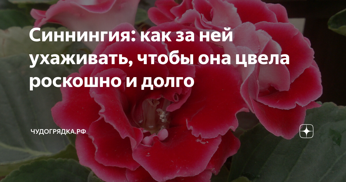 Глоксиния: уход в домашних условиях, размножение и пересадка