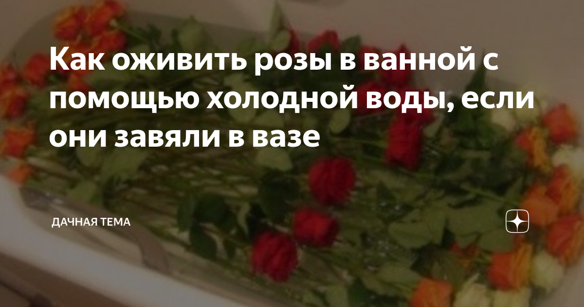 как оживить розы водкой