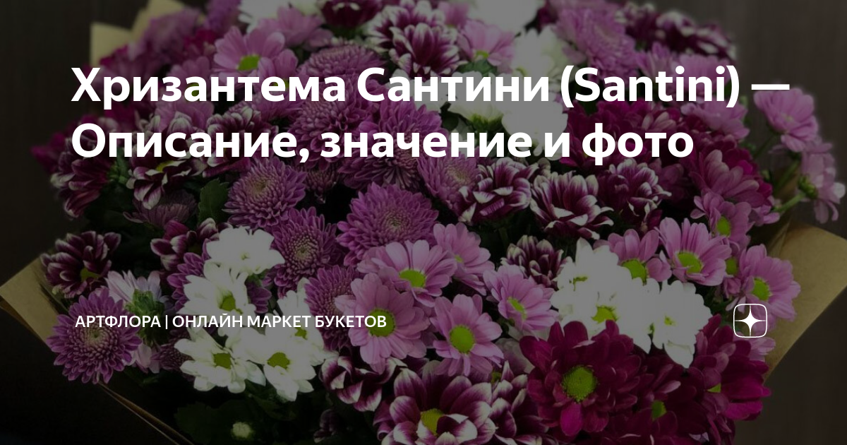 Хризантема Сантини (Santini) — Описание, значение и фото | АртФлора ...