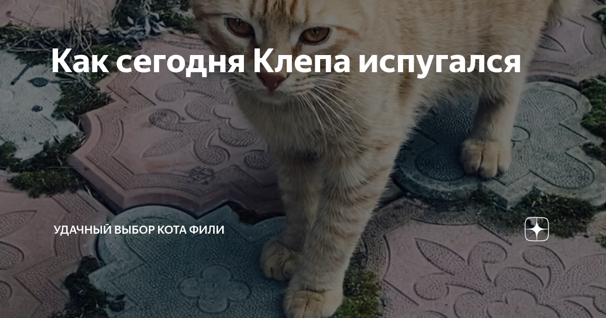 Как сегодня Клепа испугался | Удачный выбор кота Фили | Дзен