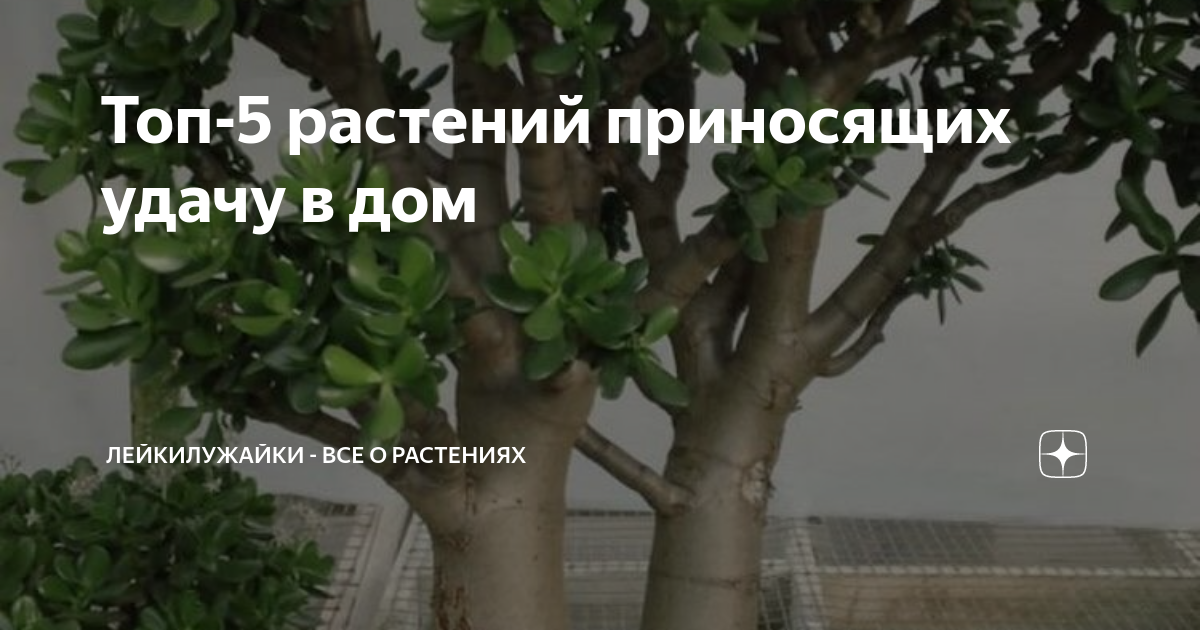 дом в растениях