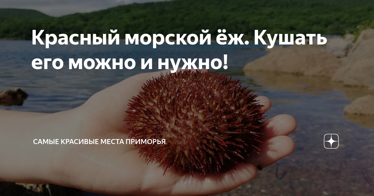 Что можно ежам