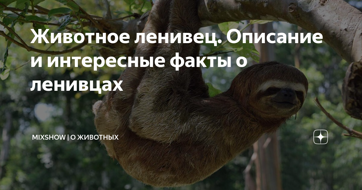 Ленивец доклад. Ленивец амазонии. Факты о ленивцах. Интересные факты о ленивцах. Интересные факты о ленивцах.
